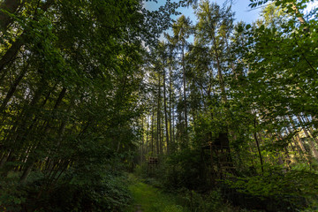 Fototapeta premium Wald bei Rostock