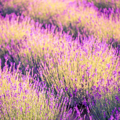 Lavender flowers close-up. Blurry background and soft focus on purple flowers