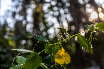 Wald bei Rostock