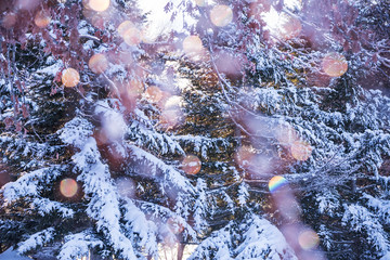 Abstract artistic photo. Firs in the snow and sunny bokeh bunnies throughout the image. Selective...