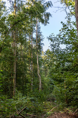 Wald bei Rostock