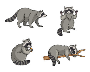 Racoons - vector illustration