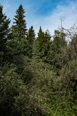 Dense forest trees and sky 
