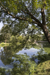 Fototapeta na wymiar The largest Park in Prague – Stromovka - the Royal Tree-tree, Czech Republic