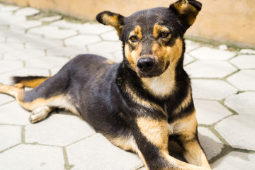 A dog on the street stares into the camera