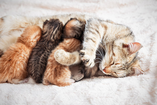 Grey mother cat nursing her babies kittens, close up