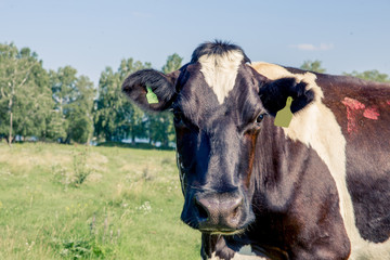 a Herd of cows at summer green field pasture