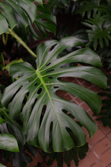 Fototapeta premium big swiss cheese plant leaf