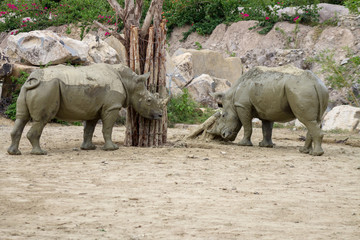 серый взрослый носорог покрыт глиной