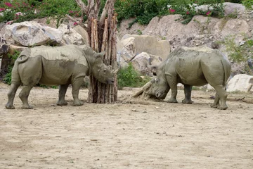 Crédence de cuisine en verre imprimé Rhinocéros серый взрослый носорог покрыт глиной