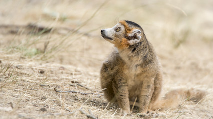 Lémur couronné