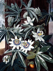 illustration of flower