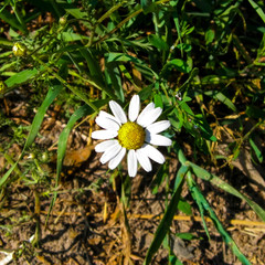 Close up of white daisy flower on meadow.