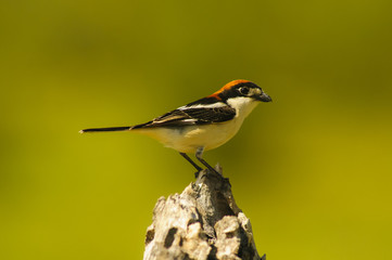 Woodchat (Lanius senator) male perched in a branch