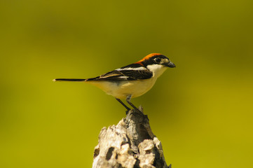 Woodchat (Lanius senator) male perched in a branch