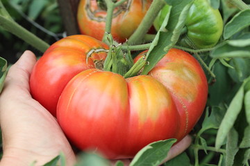 Ripe organic tomato