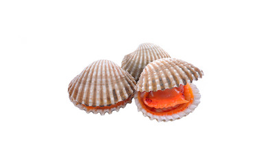 cockle on a white background