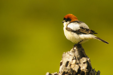Woodchat (Lanius senator) male perched in a branch