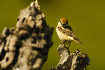 Woodchat shrike (lanius senator) female, perched