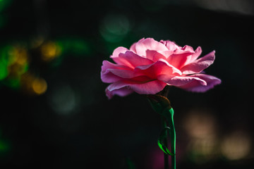 pink rose flower on dark background