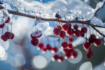 Branches with berries covered with sparkling ice on a sunny winter day. Selective focus.
