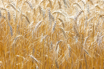 grain ears in the field