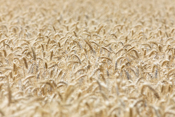 grain ears in the field, little depth of field
