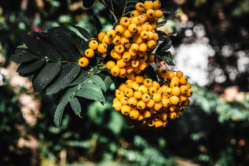shining orange roseships in garden