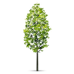 Tree isolated on white background with soft shadow. Natural object for landscape design. Vector.