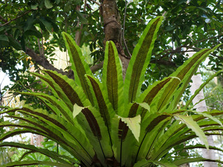 Green Plant in the natural environment in the rainforest, Indonesia. Jungle rain forest
