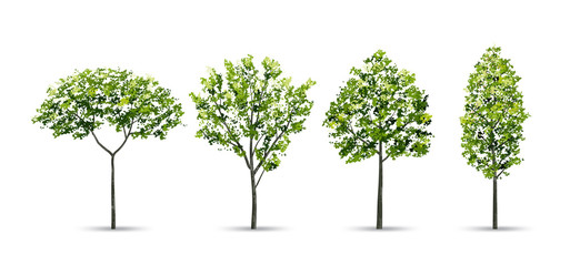 Naklejka premium Collection of tree isolated on white background. Natural object for landscape design, architectural decoration, park and outdoor graphic. Vector.