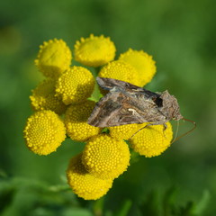 Butterfly Autographa on yellow tansy flowers top view