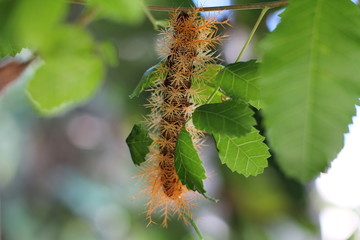 Fototapeta premium caterpillar_figuer
