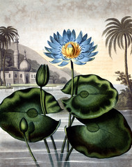Panele Szklane  ilustracja kwiatu