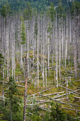 Dry fir trees in High Tatra mountains, Slovakia