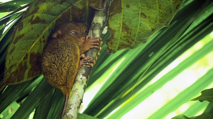 Tarsier on the tree. Tarsier sitting on a branch with green leaves, the smallest primate Carlito syrichta. Tarsier in natural living environment. Bohol island, Philippines.