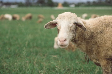 Closeup image of sheep in green grass field at countryside farm