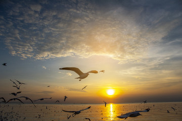 Silhouette of birds, gulls in the evening.