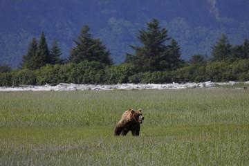 A big grissly bear is going to Katmai`s grassland
