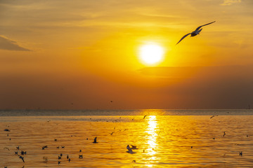 Silhouette of birds, gulls in the evening.