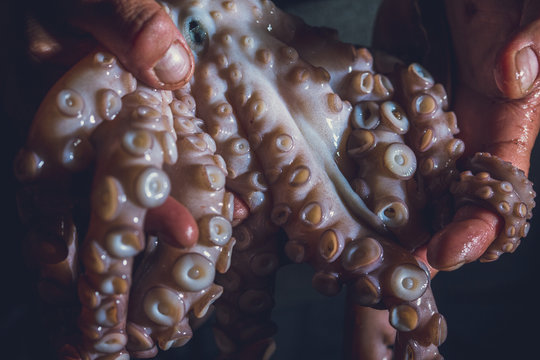 Man holds a raw octopus in his hands. Dark photo