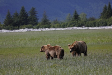 A Grizzly male meets a little female on the grass plain in Katmai