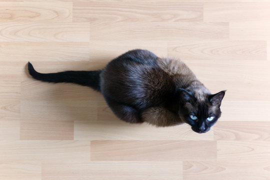 Siamese Cat Sitting On Laminate Floor Looking Up