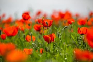 Obraz premium Beautiful poppy field