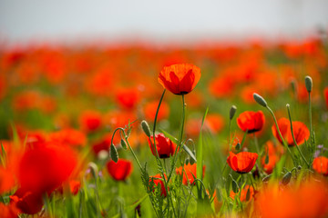 Fototapeta premium Beautiful poppy field