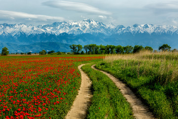 Country road through fields of poppies