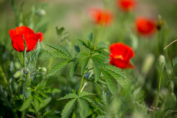 Obraz premium Cannabis buds and green opium poppy heads under blue sky