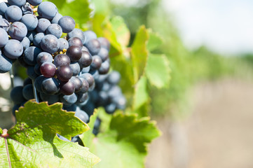 Vendemmia uva grappoli vigna