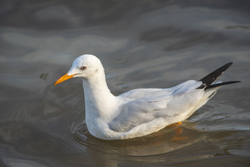 Slender-billed Gull , Sea bird