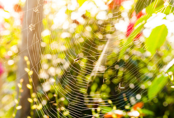 Spider web with colorful background, close-up